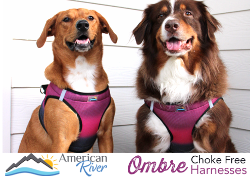 Doggie Design American River Ombre Choke Free Harnesses