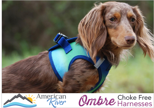Doggie Design American River Ombre Choke Free Harnesses